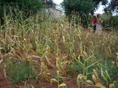 Zambian Crops