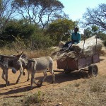 Rural life in Mukuni Village